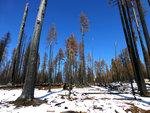 Burned Trees