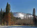 Cottonwood Meadow