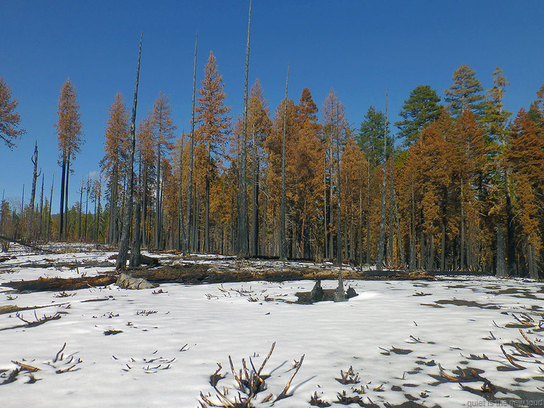 Burned Trees