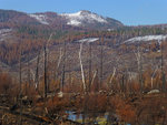 Burned Trees, Smith Peak