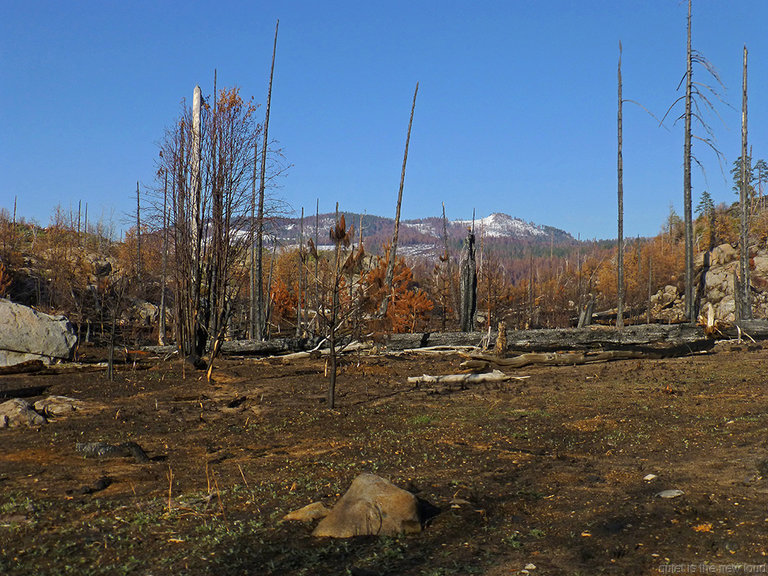 Burned Trees, Smith Peak