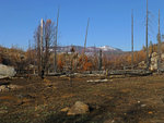 Burned Trees, Smith Peak