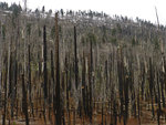 Burned forest