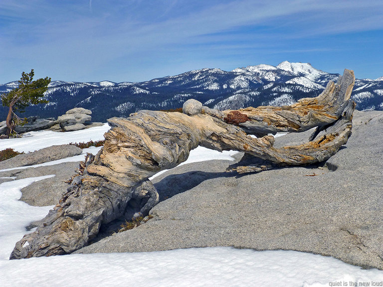 Old Ansel Adams Tree on Sentinel Dome?