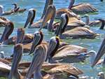 Pelicans