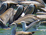 Pelicans and Seagulls