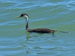 Western Grebe