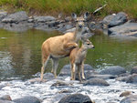 Deer crossing Tuolumne River