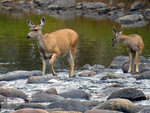 Deer crossing Tuolumne River