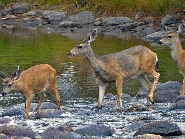 Deer crossing Tuolumne River