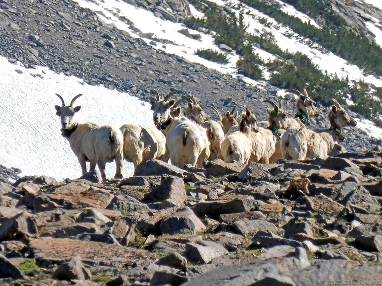 Bighorn Sheep on Parsons Peak