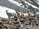 Bighorn Sheep on Parsons Peak