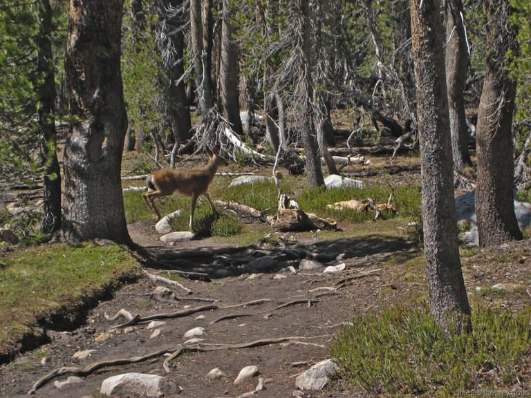 yosemite061909_259.jpg