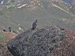 California Condors