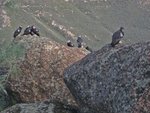 California Condors