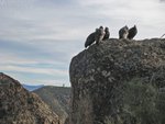 California Condors