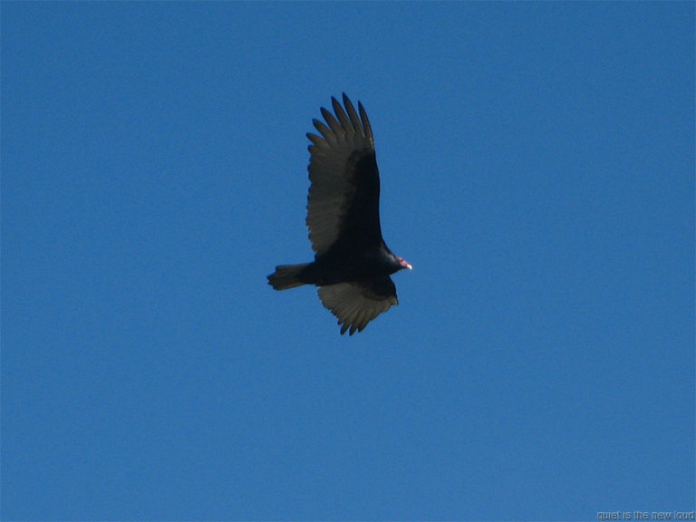 Point_Reyes010210-050.jpg