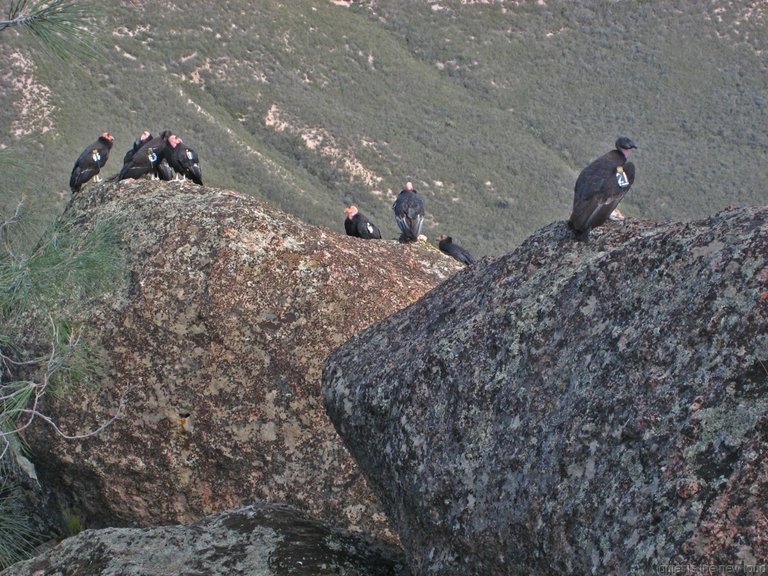 California Condors